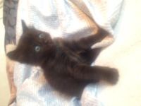 Лот: 5173788. Фото: 3. Котенок черненький). Растения и животные