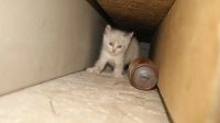 Лот: 4713959. Фото: 6. котята