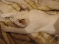 Лот: 506150. Фото: 3. отдам котенка. Растения и животные