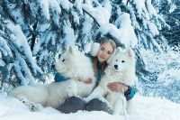 Лот: 3775051. Фото: 6. Щенки Самоедской собаки (Самоед...