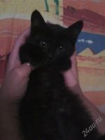 Лот: 1035092. Фото: 3. Котёнка плачет и хочет домой(. Растения и животные
