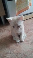 Лот: 6453431. Фото: 4. Котенок. Красноярск