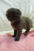 Лот: 12786811. Фото: 2. Шотландские котята. Животные и уход