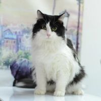 Лот: 6938360. Фото: 2. Красивый пушистый черно-белый... Животные и уход