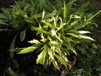 Лот: 13455896. Фото: 3. Хоста Стилетто. Для дачи, дома, огорода, бани, парка