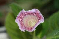 Лот: 2941056. Фото: 2. Глоксиния 26 (цветет). Комнатные растения и уход