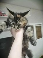 Лот: 18041461. Фото: 4. Котёнок. Красноярск