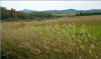 Лот: 9562401. Фото: 2. Земельный участок п.Луговой (Кузнецовское... Продажа