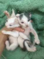 Лот: 18623568. Фото: 3. Котята донской сфинкс. Растения и животные