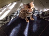 Лот: 6074701. Фото: 3. Бенгальские котята. Растения и животные
