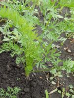 Лот: 2458131. Фото: 3. Фиолетовая морковь. Семена. Для дачи, дома, огорода, бани, парка