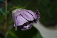 Лот: 4247137. Фото: 2. Глоксиния фиолетовая с крапом... Комнатные растения и уход