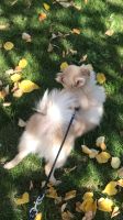 Лот: 14610624. Фото: 5. Щенок 🐶 шпица 🐶 Девочка 6 месяцев