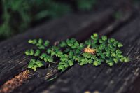 Лот: 3328470. Фото: 4. Nikon 85mm f/1.8G AF-S Nikkor