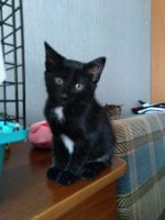 Лот: 16640293. Фото: 3. Чудесные котята. Растения и животные