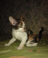 Лот: 4822413. Фото: 5. ориентальные котятане линяют не...