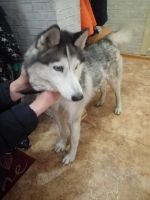 Лот: 18668264. Фото: 2. 🐕хаски. Животные и уход