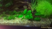Лот: 9810569. Фото: 5. Анубиас Бартери НАНА (Anubias...