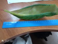 Лот: 21982197. Фото: 5. Глоксиния лист. красная