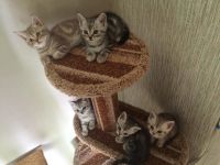 Лот: 5678880. Фото: 3. Британские мраморные котята. Растения и животные
