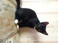 Лот: 17063820. Фото: 11. Коты домашние