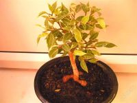 Лот: 592160. Фото: 3. Бонсай в дом или офис ! У 3 в... Растения и животные