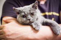 Лот: 6191468. Фото: 3. Британские плюшевые котята. Растения и животные