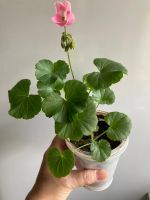 Лот: 25410981. Фото: 14. Пеларгония зональная мини, цветет