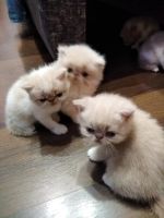 Лот: 16057689. Фото: 2. Котята экзоты!. Животные и уход