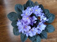 Лот: 25199380. Фото: 2. Фиалка листики с корнями. Комнатные растения и уход