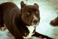 Лот: 1881583. Фото: 2. собаки разные с приюта! есть помеси... Животные и уход