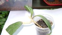 Лот: 10897220. Фото: 2. Хойя (Hoya Callistophylla) укоренённый... Комнатные растения и уход