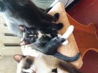 Лот: 12488313. Фото: 4. Котик. Красноярск