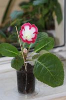 Лот: 3103749. Фото: 2. Глоксиния 52 (цветущая). Комнатные растения и уход