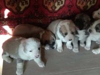 Лот: 11005339. Фото: 4. Щенки среднеазиатской овчарки... Красноярск
