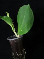 Лот: 16409830. Фото: 2. Хойя-Hoya Pachyclada yellow corona. Комнатные растения и уход