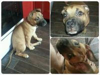 Лот: 4737662. Фото: 3. Щенок американского стаффорширдского... Растения и животные