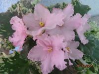 Лот: 4533498. Фото: 2. Фиалки пестролистные 3 детки-одним... Комнатные растения и уход