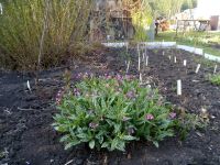 Лот: 15874087. Фото: 2. Медуница Сахарная "Леопард". Семена, рассада, садовые растения