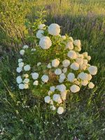Лот: 25288086. Фото: 9. 4-комн. дом , садоводческое некоммерческое...