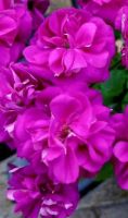 Лот: 20862906. Фото: 2. Сортовая пеларгония "Ю Пиковая... Комнатные растения и уход
