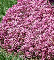 Лот: 10774977. Фото: 2. Алиссум морской (медунки) (Alyssum... Семена, рассада, садовые растения