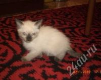 Лот: 599309. Фото: 2. отдам котят. Животные и уход