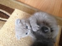 Лот: 7817150. Фото: 3. Шотландские вислоухие котята. Растения и животные
