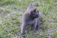 Лот: 7579025. Фото: 4. Котёнок дымчатый, мальчик 2 месяца... Красноярск