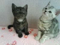 Лот: 9674576. Фото: 3. Британцы. Растения и животные