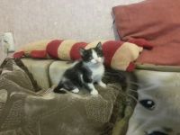 Лот: 3676333. Фото: 5. Котенок Феликс ищет хозяев