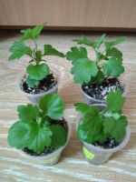 Лот: 15258277. Фото: 2. хризантемы мультифлора 4 шт (разные... Комнатные растения и уход