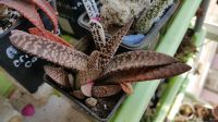 Лот: 9637774. Фото: 3. Гастерия carinata Snow Storm суккулент. Растения и животные