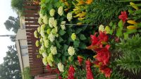Лот: 9609566. Фото: 4. Гортензия Анабель. Красноярск
